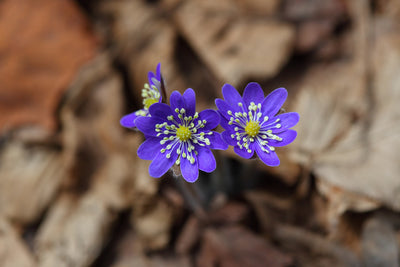poster-print-wildflowers
