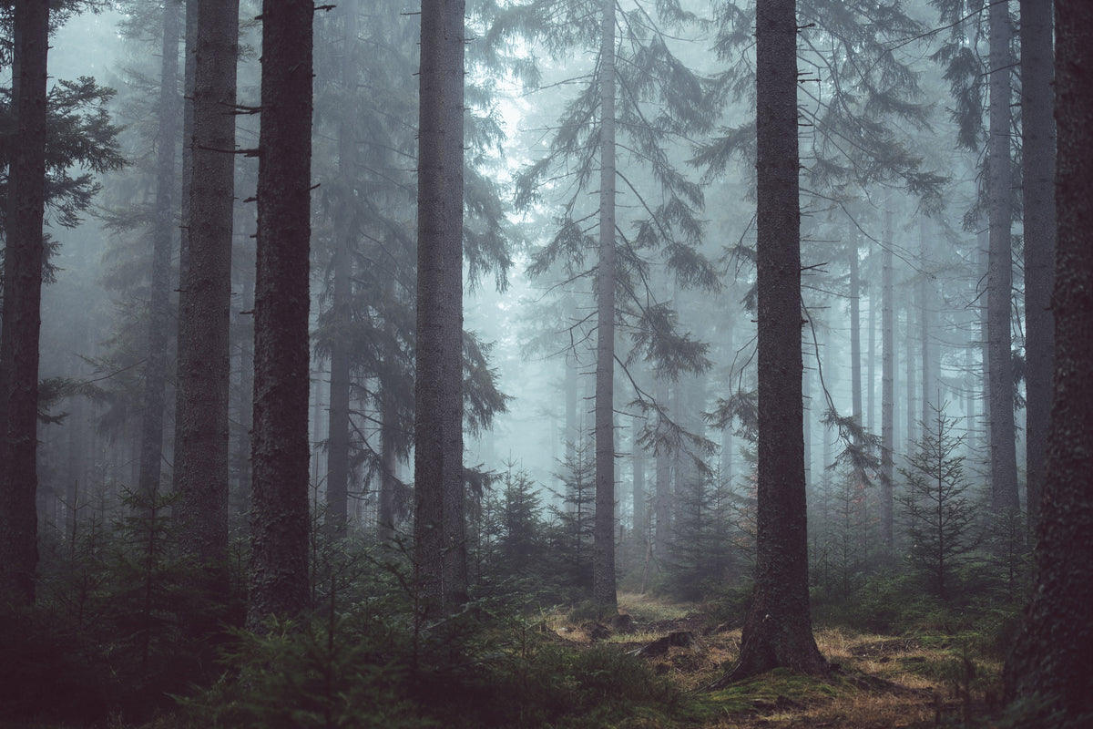 framedposter-print-forest-in-the-fog