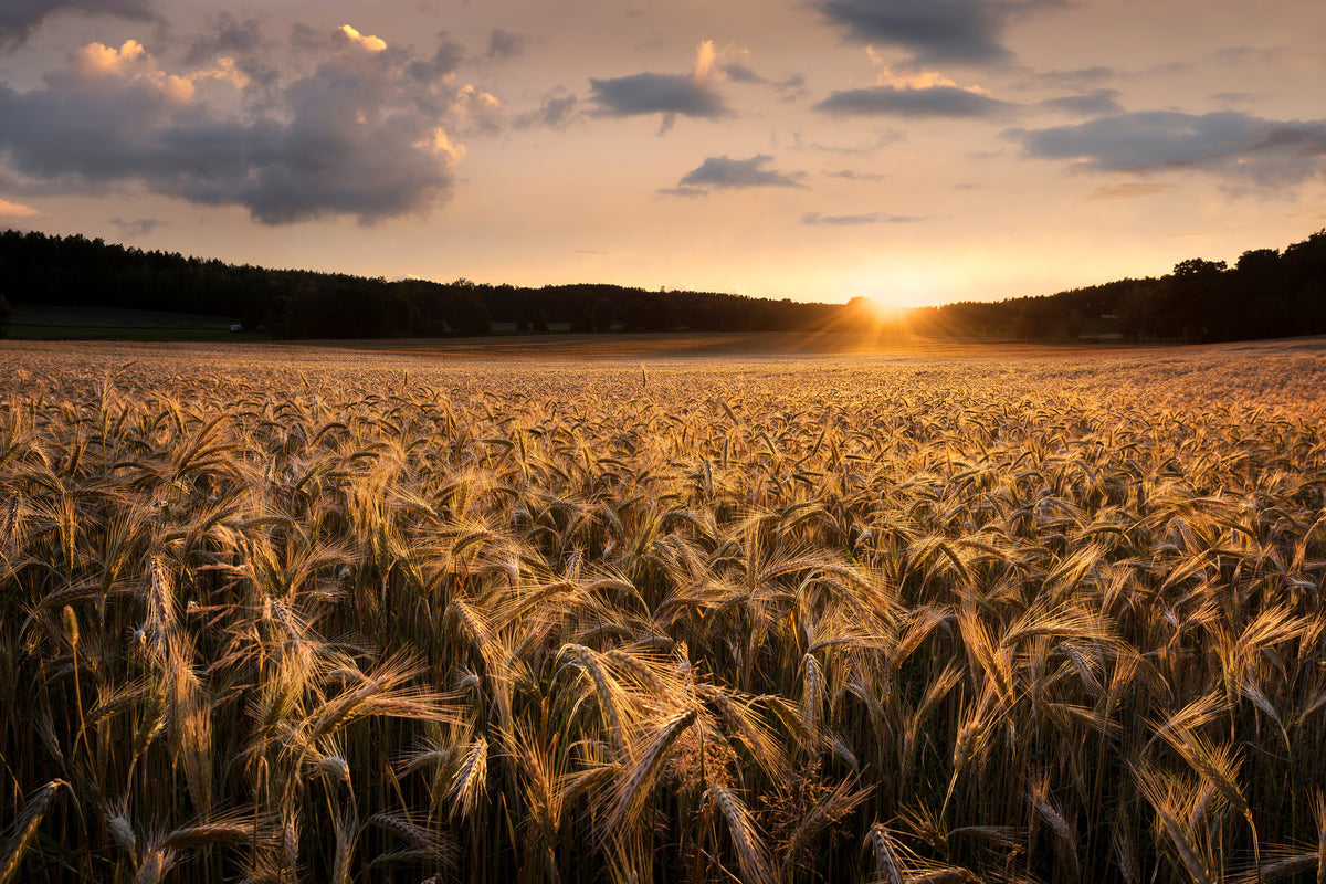acrylic-print-fields-of-gold-x