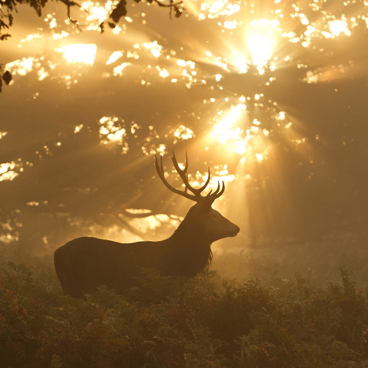 4-piece-canvas-print-ghost-of-the-forest