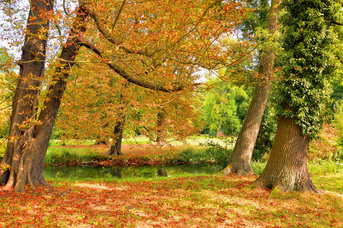 canvas-print-in-the-middle-of-autumn-trees