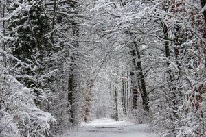 aluminium-print-enchanted-winter-forest