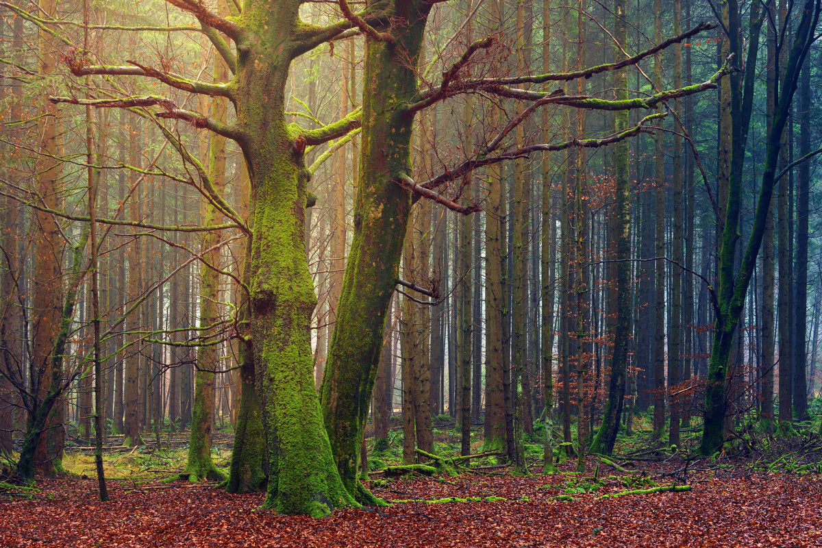 framedposter-print-alone-in-the-woods