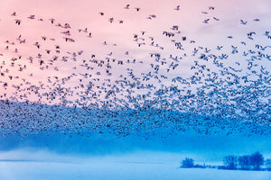 framedcanvas-print-flying-in-the-fogging-morning