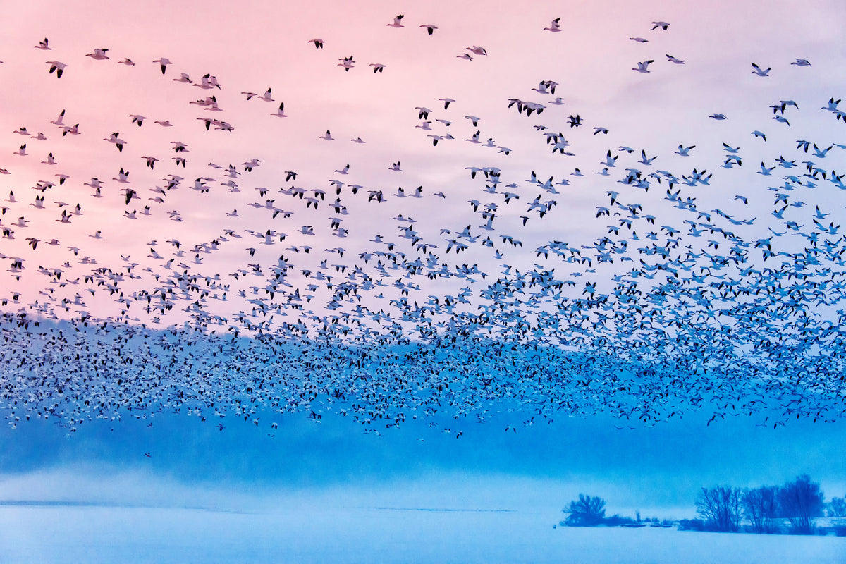 framedcanvas-print-flying-in-the-fogging-morning