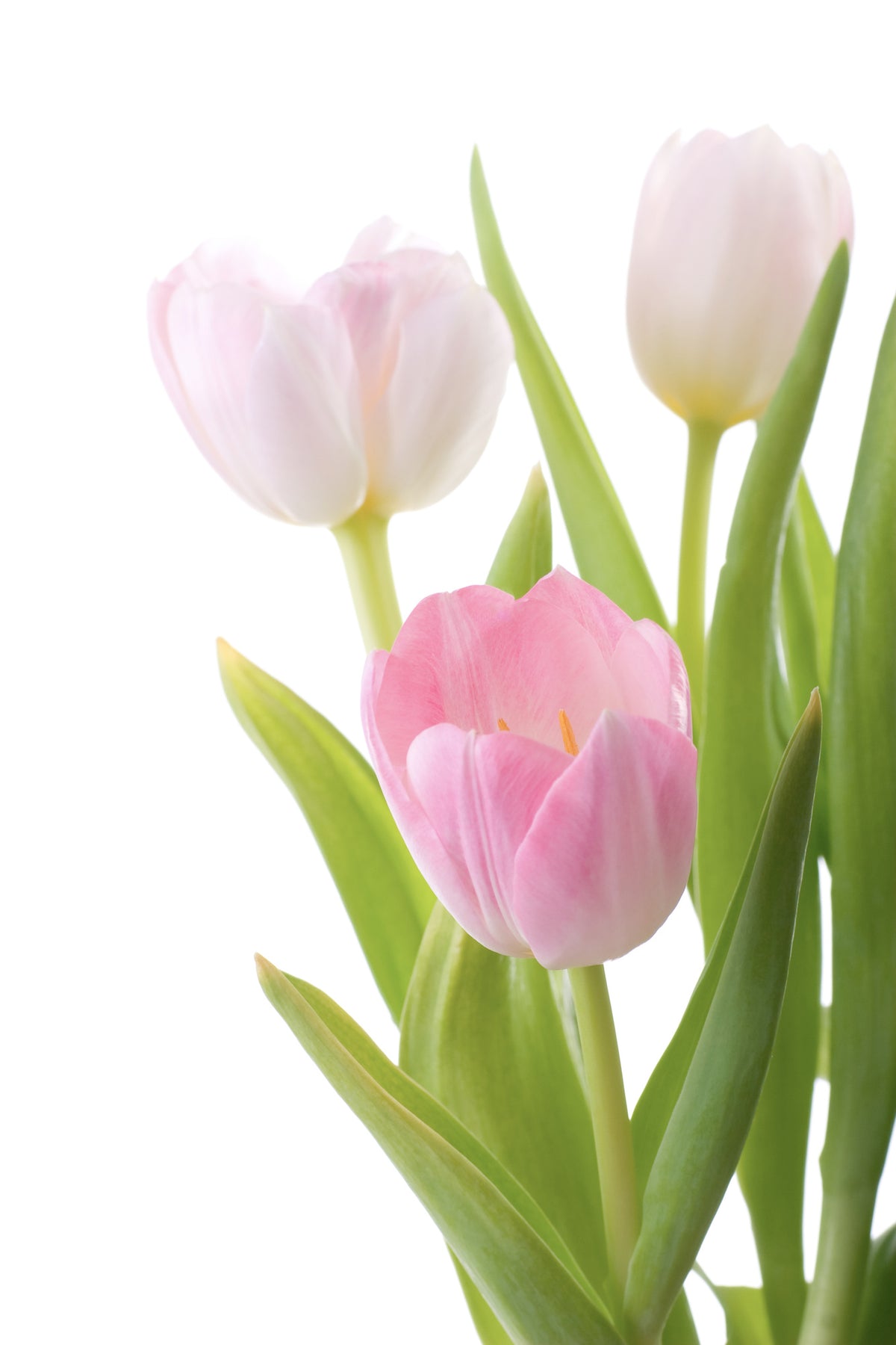 framedcanvas-print-the-tulips-trio