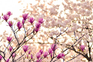 poster-print-beautiful-magnolia-xl