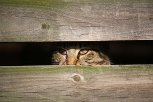 acrylic-print-cat-in-hiding
