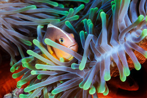 modern-3-piece-canvas-print-clownfish