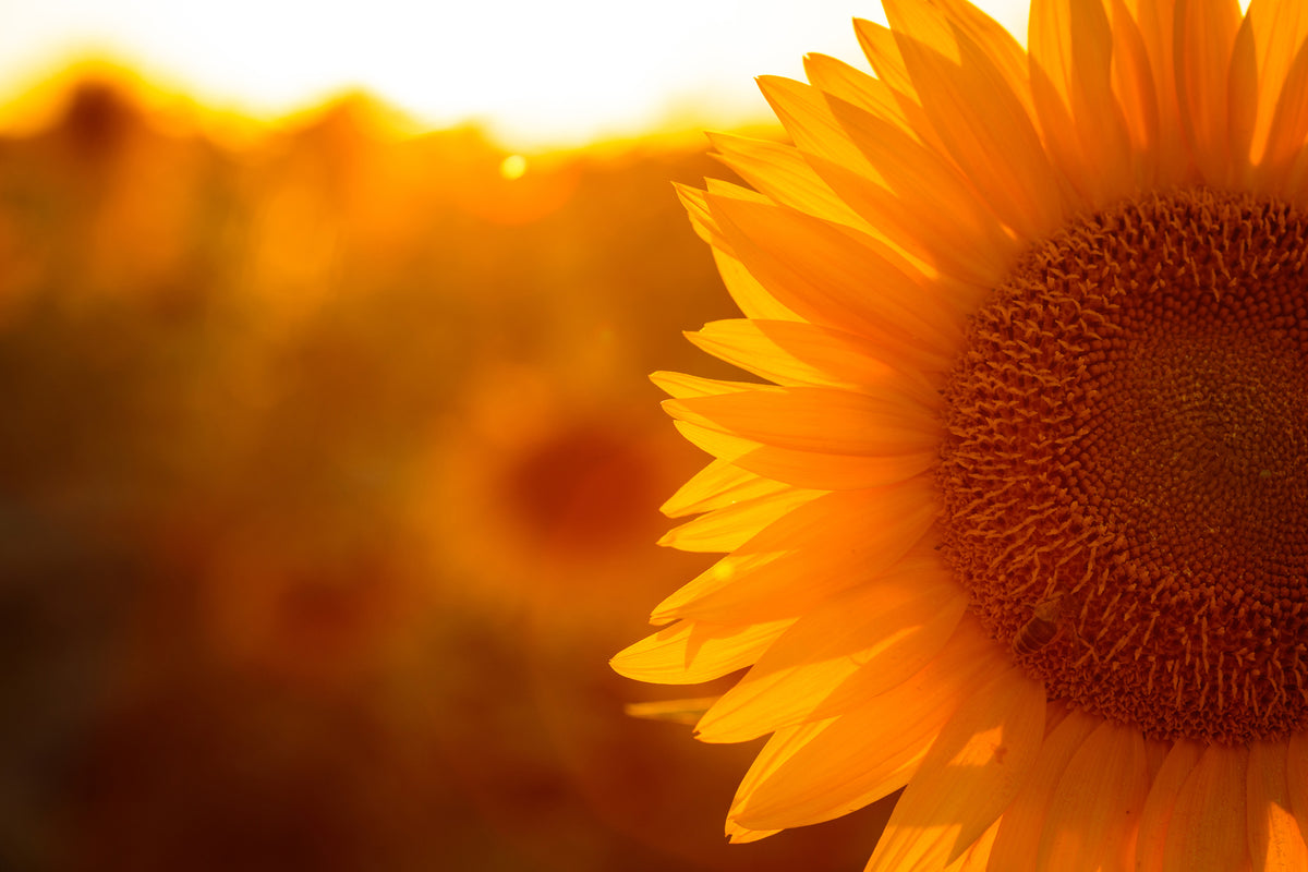 modern-3-piece-canvas-print-macro-sunflower