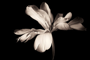 acrylic-print-simplicity