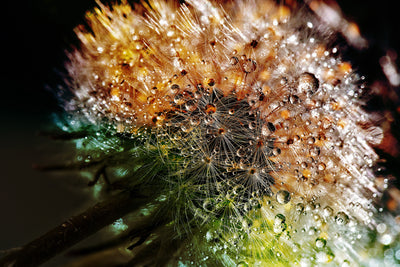poster-print-dandelion-in-the-morning-dew