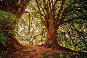 framedposter-print-in-the-dense-forest