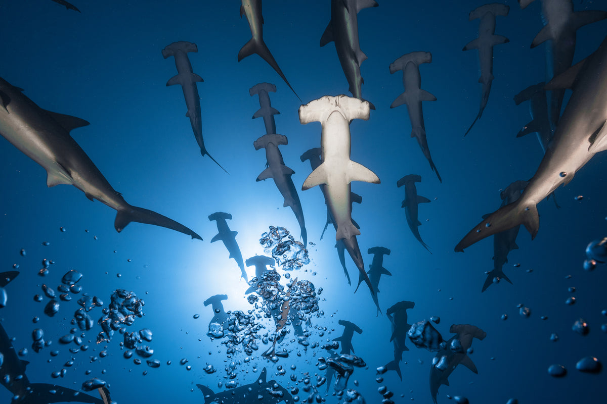 modern-3-piece-aluminium-print-hammerhead-shark