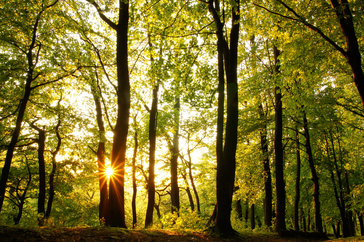 framedposter-print-sunset-between-trees