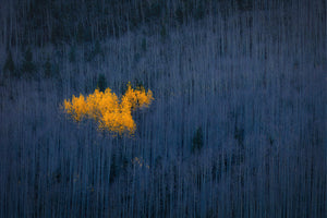 framedcanvas-print-heart-of-aspens