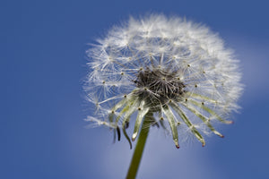 3-piece-acrylic-print-the-dandelion-in-xxl