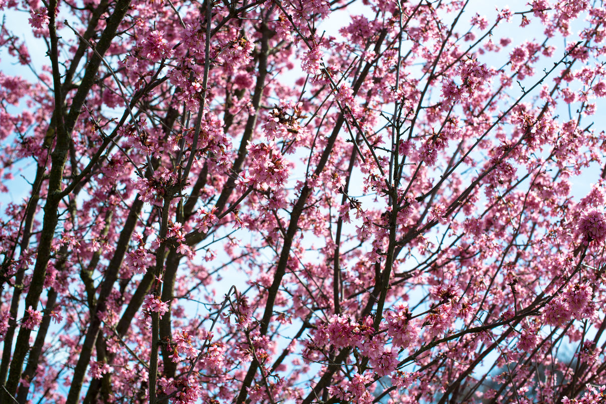 acrylic-print-japanese-cherry-blossom