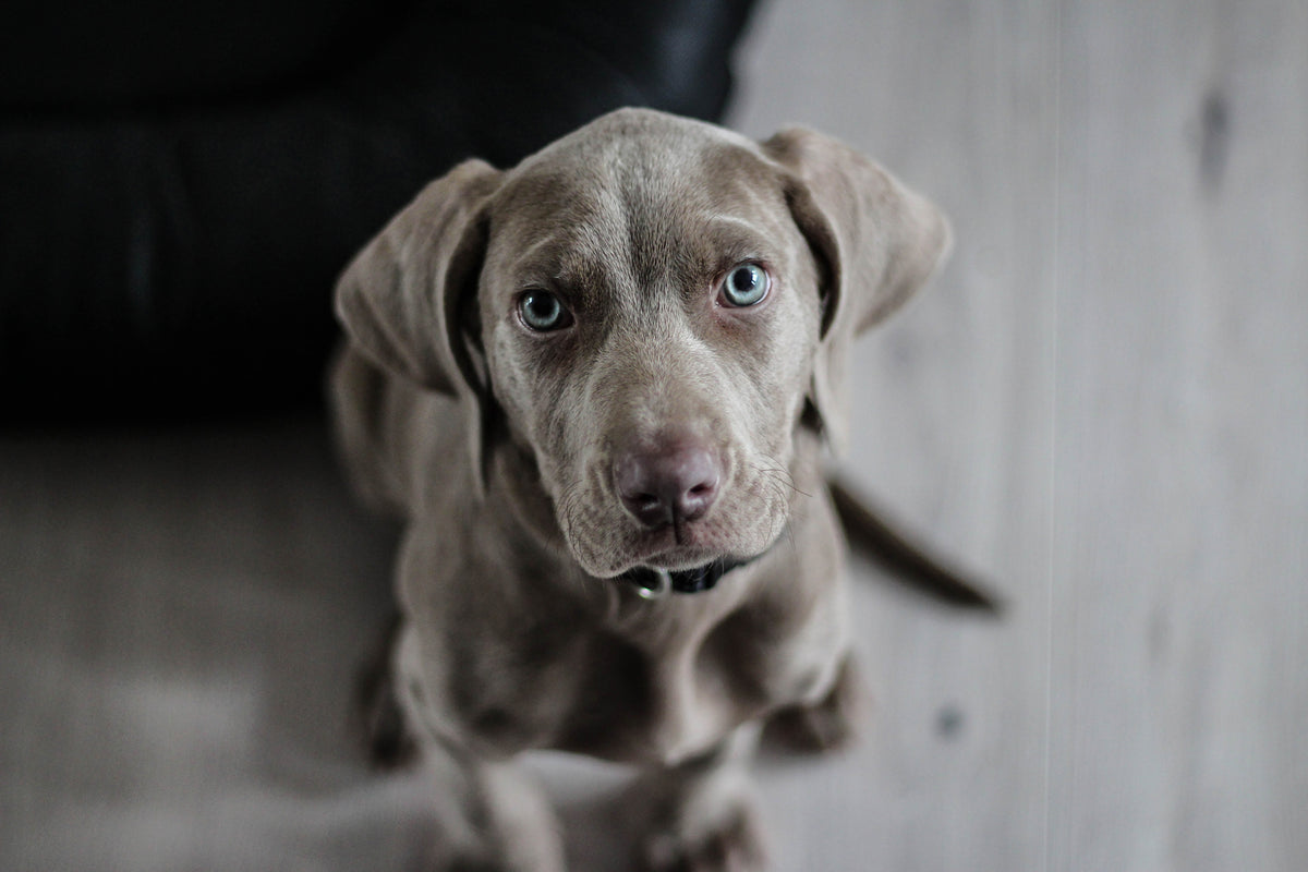 acrylic-print-the-weimaraner