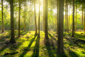 aluminium-print-in-the-middle-of-the-woods