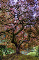 acrylic-print-japanese-maple-tree