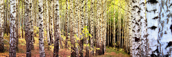 panoramic-poster-print-the-path-between-birches-panorama