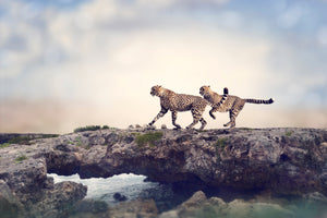 aluminium-print-two-cheetahs
