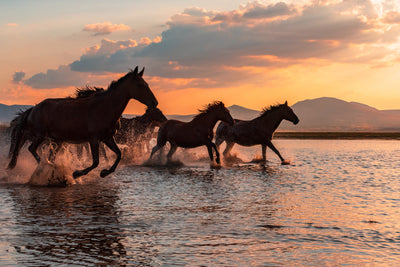 poster-print-water-horses-x