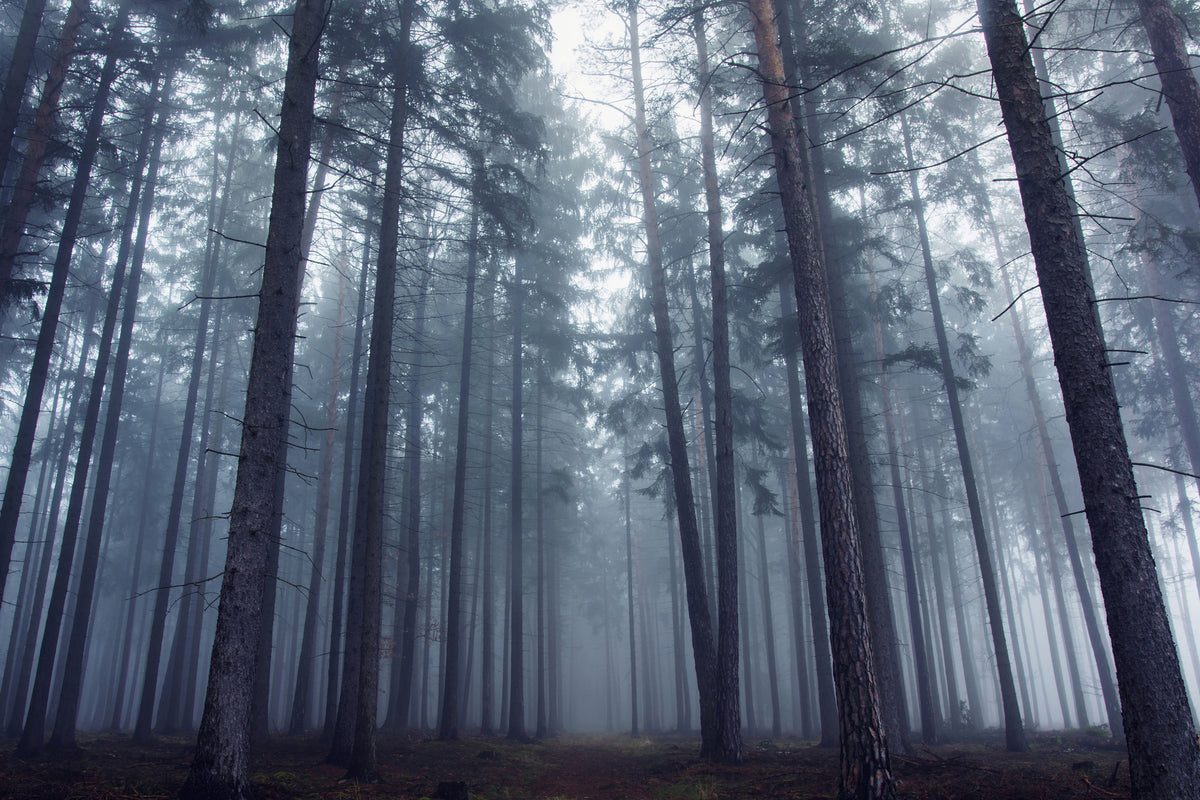 poster-print-mysterious-foggy-forest-x
