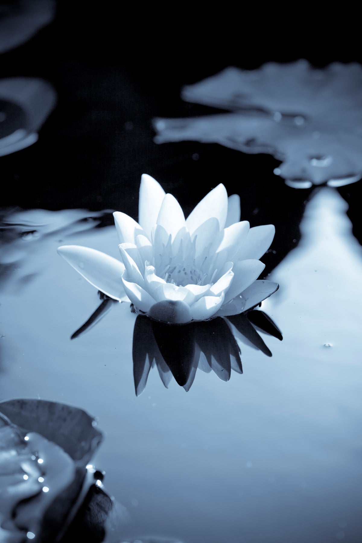 acrylic-print-black-and-white-photograph-waterlily