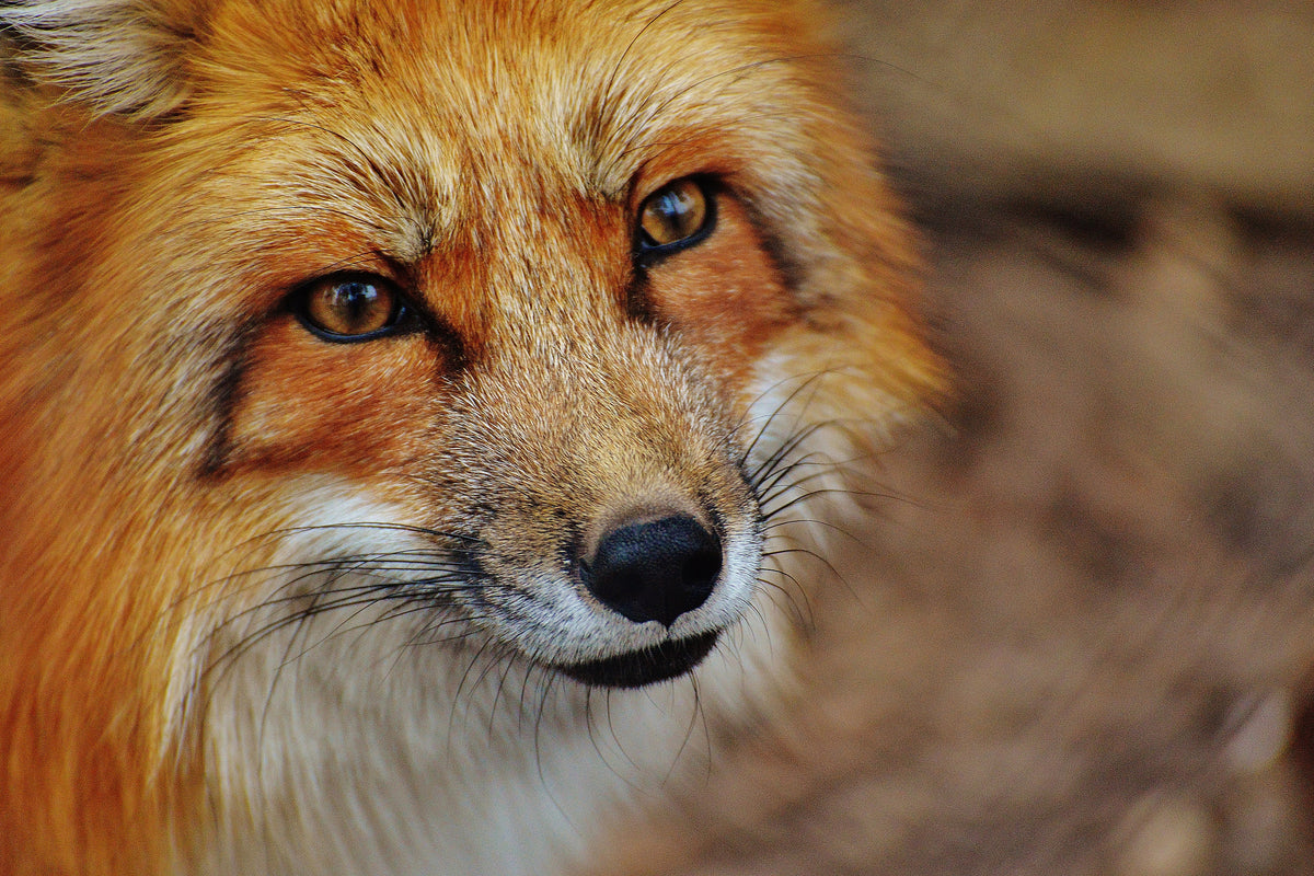 3-piece-acrylic-print-the-fox
