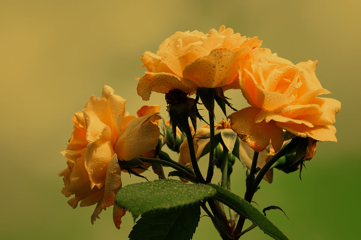 acrylic-print-the-roses-in-nature