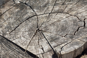 3-piece-acrylic-print-the-tree-rings