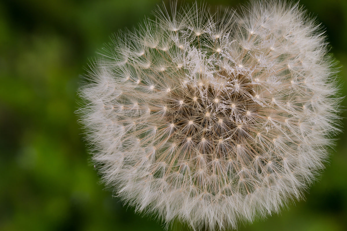 modern-3-piece-aluminium-print-the-dandelion-in-nature