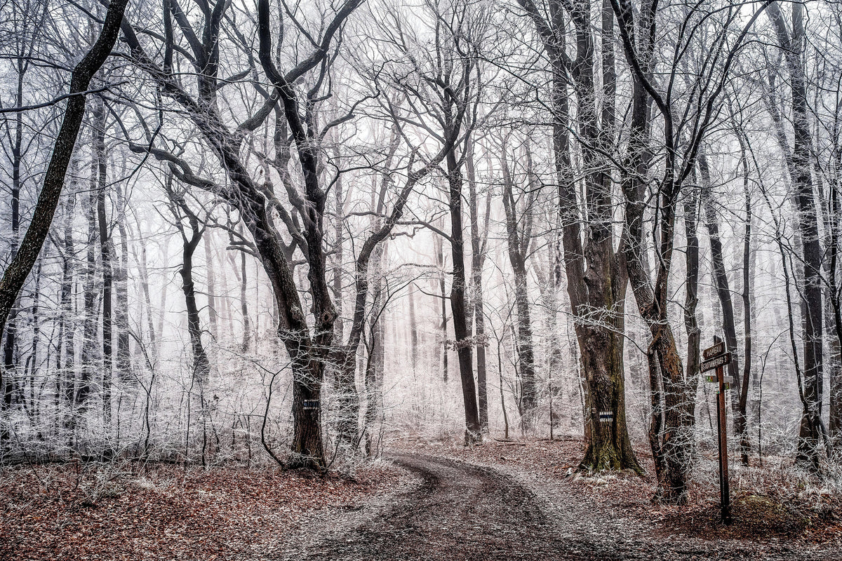 aluminium-print-wintry-forest