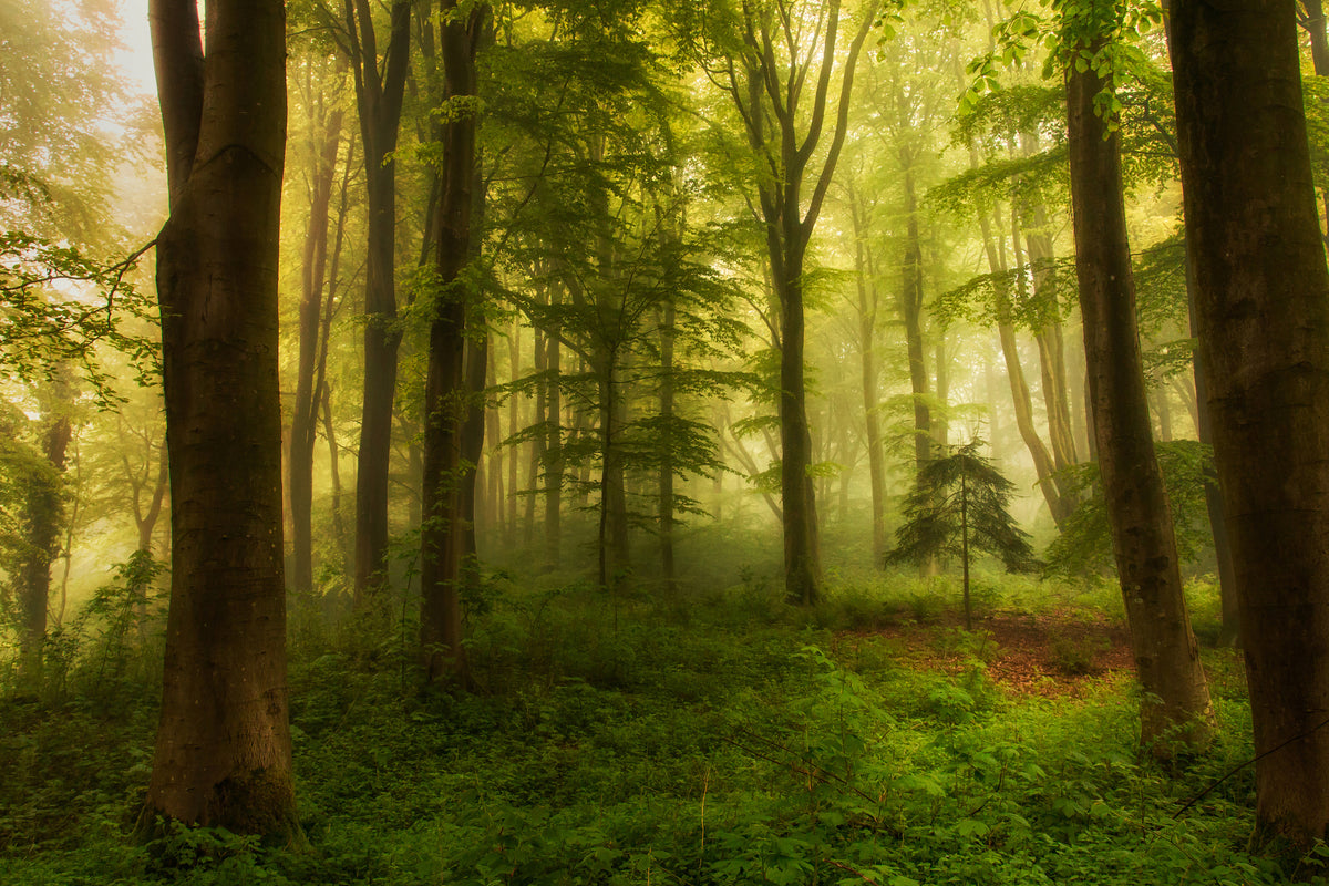 poster-print-the-little-tree