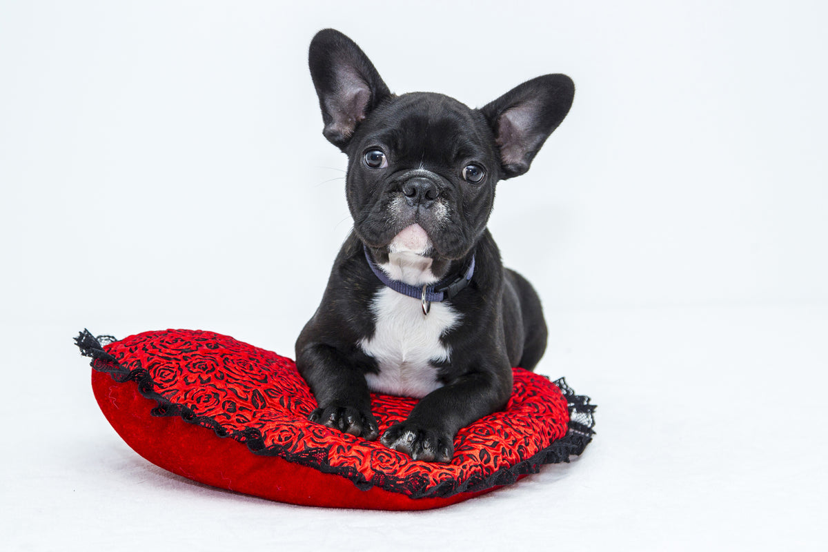 framedposter-print-bulldog-to-fall-in-love