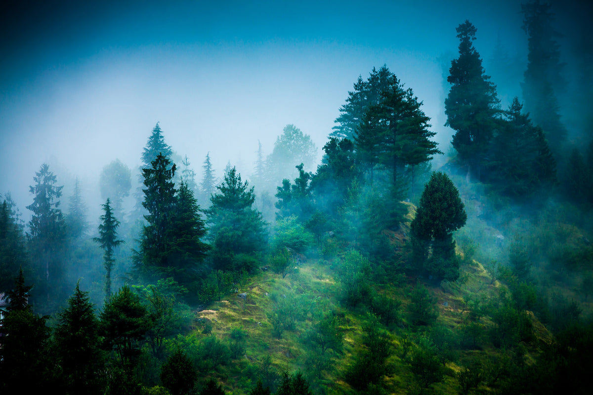 aluminium-print-mysterious-forest-ii