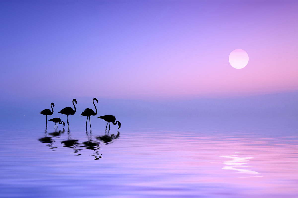 acrylic-print-morning-flamingo-x