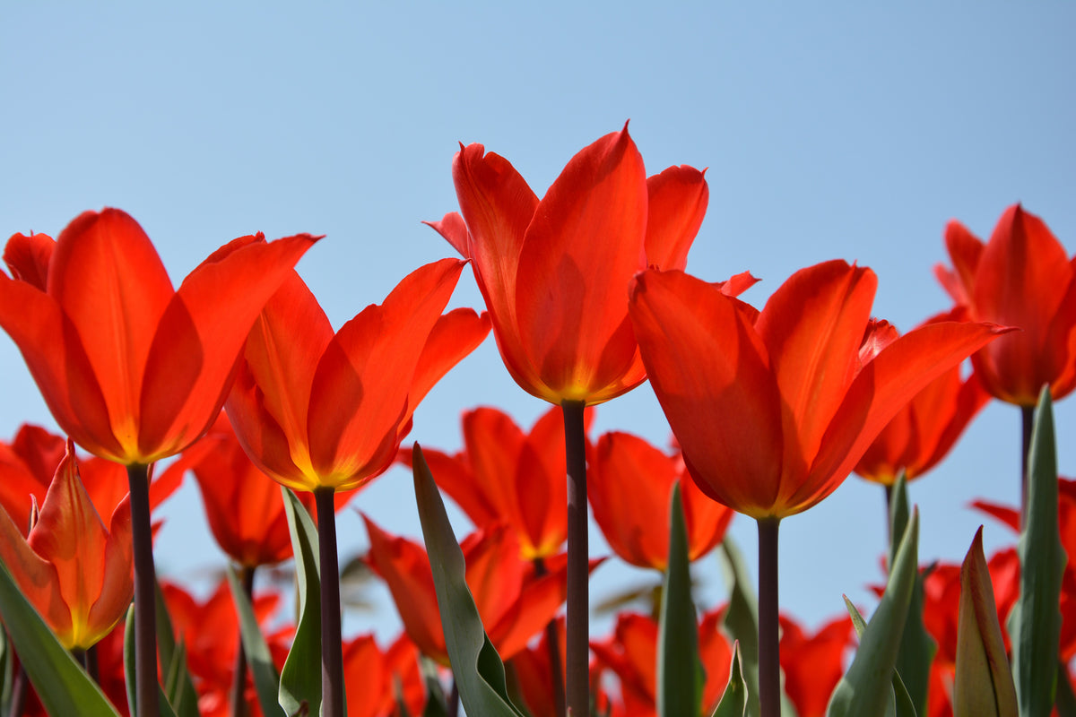 modern-3-piece-aluminium-print-red-tulips-xl