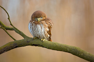 acrylic-print-ferruginous-pygmy-owl-x