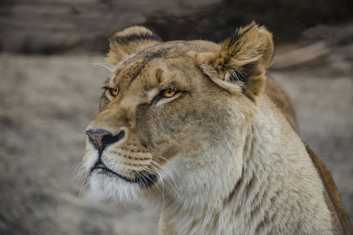 acrylic-print-head-of-a-lioness