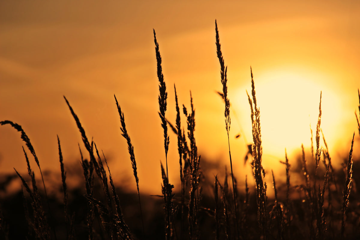 3-piece-acrylic-print-sunrise-on-the-field