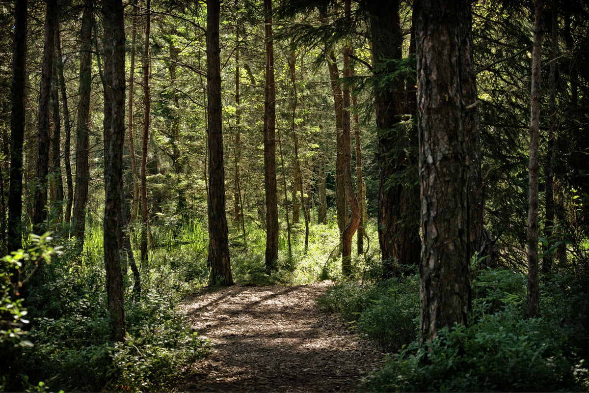 canvas-print-many-trees