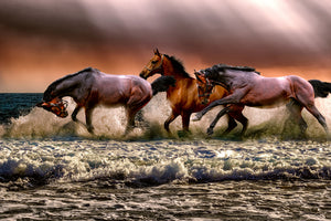 canvas-print-freedom-for-horses