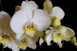 canvas-print-white-orchids-in-bloom