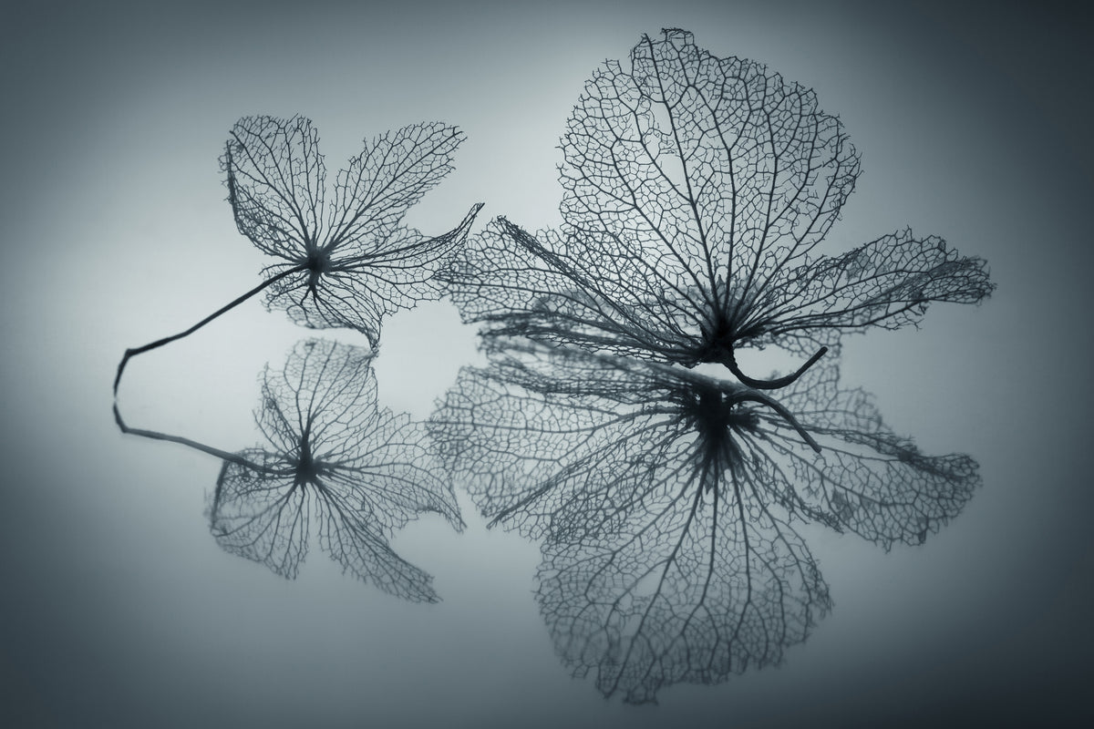 poster-print-ephemeral-beauty