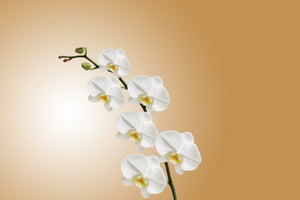 poster-print-white-orchids-xl