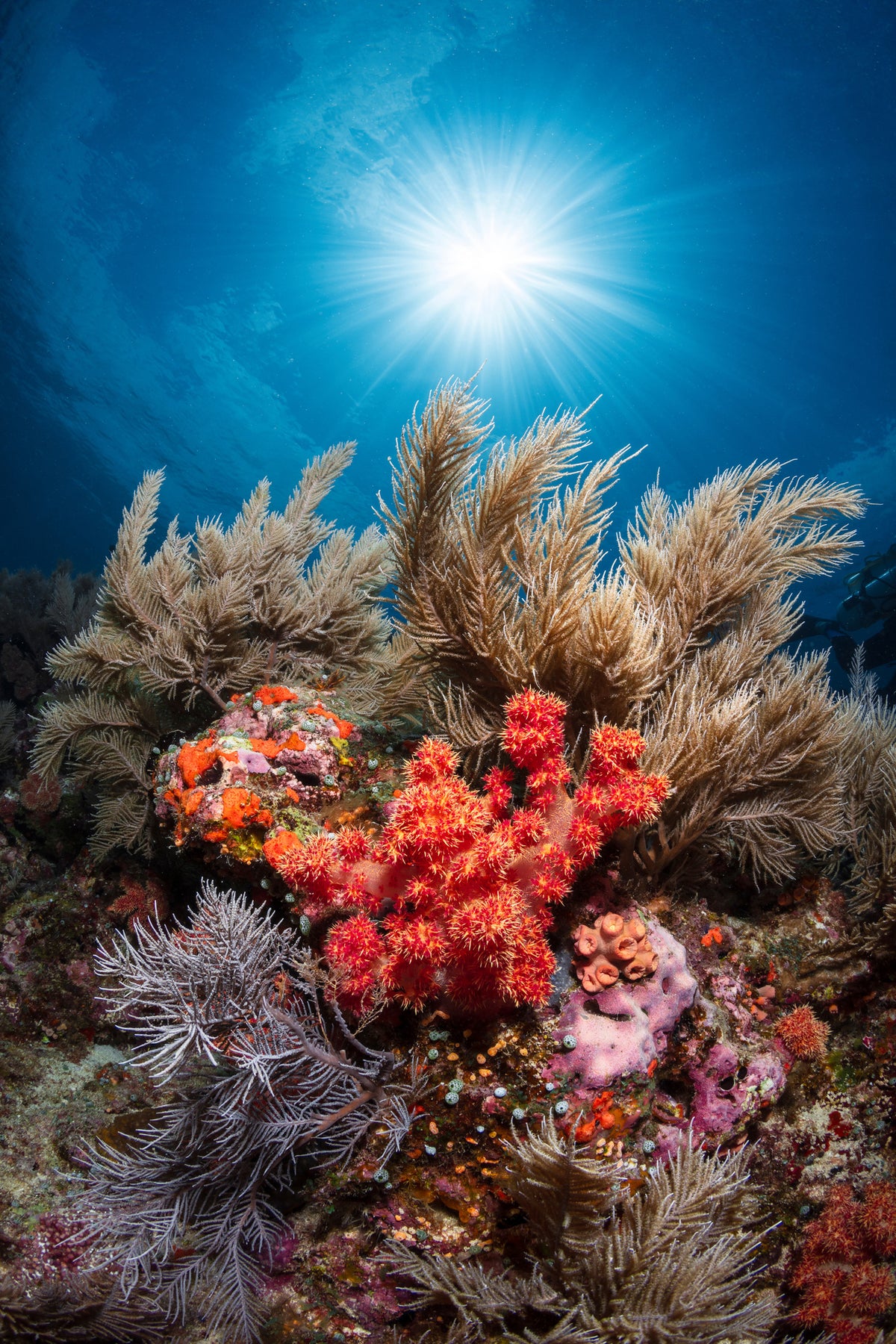framedcanvas-print-underwater-life