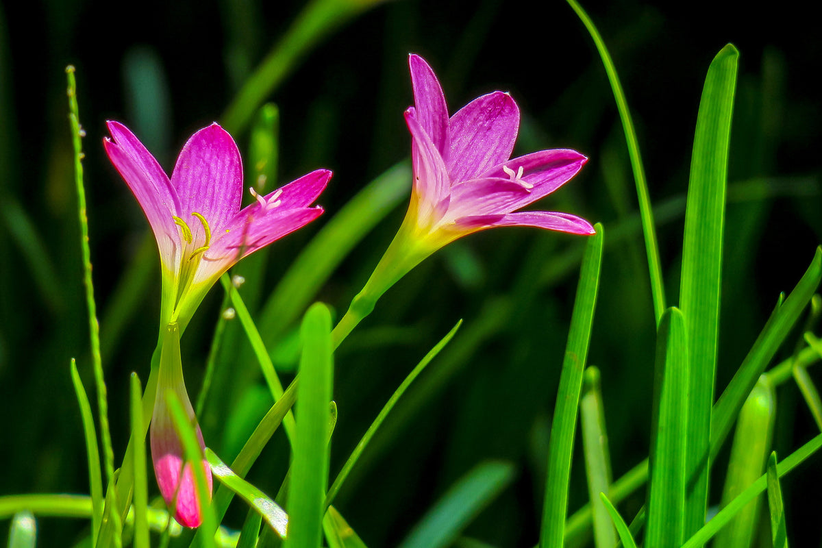 framedposter-print-flowers-in-nature